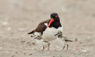 aves