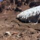 Glaciar El Tapado