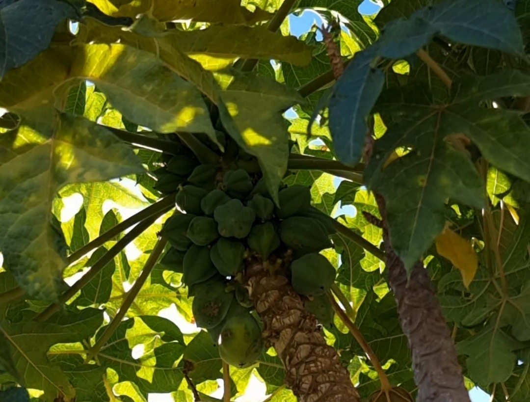 papaya